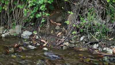 This male is after tiny invertebrates - David Attenborough's Tasmania