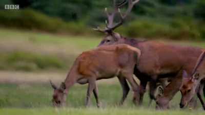 This male has already
laid claim to his harem - Wales: Land of the Wild