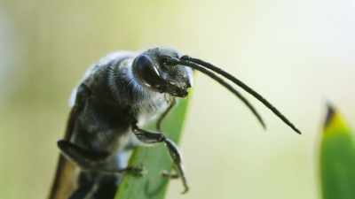 This male detects a scent
that seems to be hers... - The Green Planet