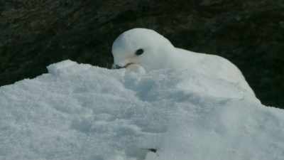 This male gets to work
clearing a shallow scrape, - Frozen Planet II