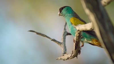 This male hooded parrot - A Year on Planet Earth