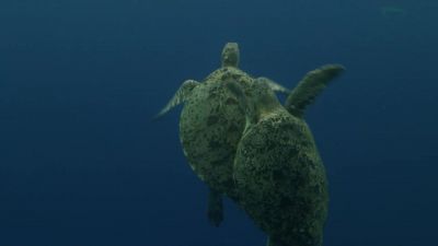 This male is quick to latch on. - Hostile Planet