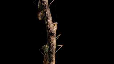 This male mantis, climbing up
towards his potential mate, - Micro Monsters with David Attenborough