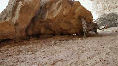This male's territory - Our Planet