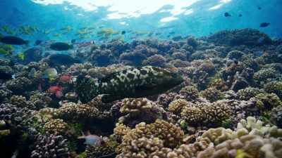 This marbled grouper has made it
in the city and reached adulthood. - Blue Planet II