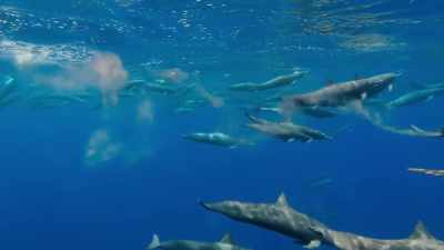 This marine manure - Our Planet