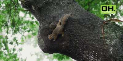This medium-sized squirrel wants
really badly to enter the hollow. - Oh, Ramona!