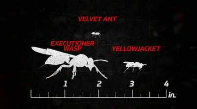 - This might be a small insect, - Kings of Pain