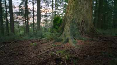 This mighty fir will be dead within weeks. - Super/Natural