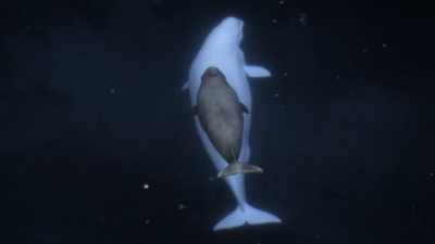 "This mom and son must navigate
the Hudson's many dangers." - Secrets of the Whales