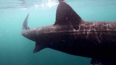 This monster of the deep
is a basking shark... - Absurd Planet