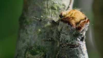 This moth resembles a broken twig. - Attenborough's Life in Colour