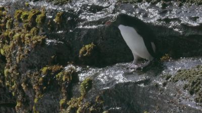 This mother can't back out now. - Hostile Planet