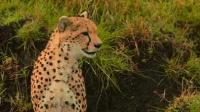 This mother is experiencing
almost no human disruption. - The Year Earth Changed