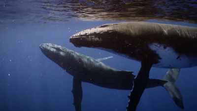 "This mother and her calf
are not alone." - Secrets of the Whales