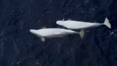 "This mother, quite literally,
feels her babies cries." - Secrets of the Whales