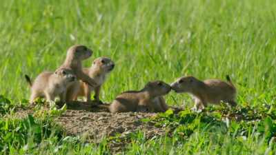 This mother has six pups. - Seven Worlds, One Planet