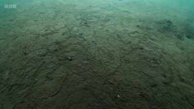 This muddy seafloor is
rich in bacteria and algae - Wild Isles