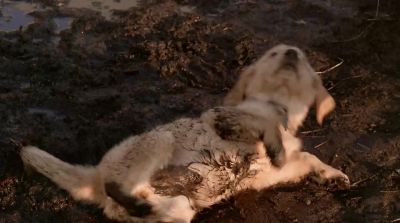 This is my kind of camouflage - Air Buddies