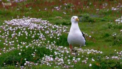 This is nature red in tooth,
claw and beak. - Wales: Land of the Wild