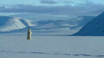 This new, flatter ice
makes life difficult for the bears, too. - Our Planet