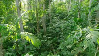 This new forest
has become a bridge - The Green Planet