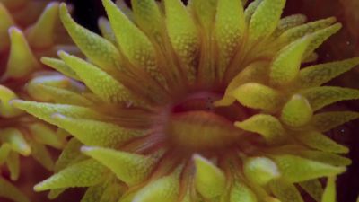 This nighttime feast provides corals with the nutrients - Earth at Night in Color