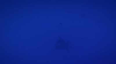 This is no... juvenile. - Shark Attack Files