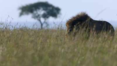 This is no time for a youngster
to be alone. - Dynasties