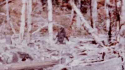  This is not a human
 in a costume. - Expedition Bigfoot