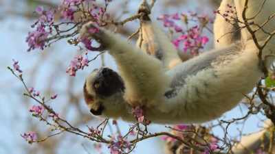 This is not a monkey,
but a distant relative, a lemur, - Our Planet