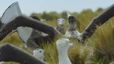 This was not supposed
to be a dance-off. - Frozen Planet II