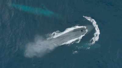 This ocean giant was almost
hunted to extinction, - Frozen Planet II