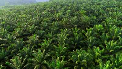 This is oil palm, - Our Planet