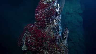 This one, 30 metres tall, - Blue Planet II