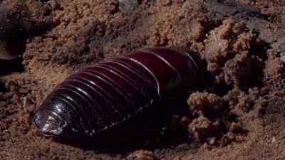 This one is a female. - Micro Monsters with David Attenborough