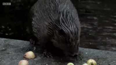 This one is captive
and part of a programme - Wales: Land of the Wild