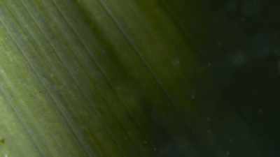This one is full of aquatic animals. - The Green Planet