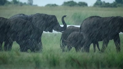 This one-month-old baby elephant's
first year - A Year on Planet Earth