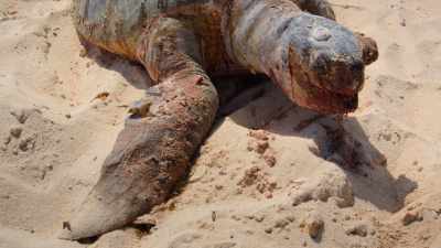 This is one mother
who braved everything to lay her eggs, - Welcome to Earth
