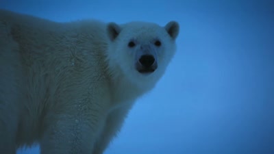 'This one night
will last for more than a 100 days. - A Year on Planet Earth