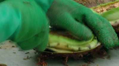 This is one of the world's
most expensive shellfish. - Shark Attack Files