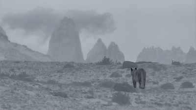 This one-year-old female
faces a daunting prospect. - Frozen Planet II