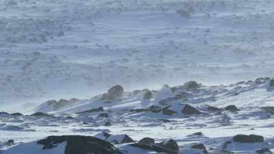 This open habitat
makes the ptarmigan - Attenborough's Life in Colour