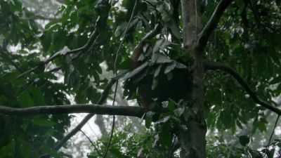 This orang has learnt a lot from her mother; - Hostile Planet