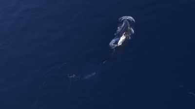 "This orca stumbled across this lone
humpback calf and makes a move." - Secrets of the Whales