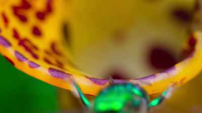 This orchid produces a fragrance - Tiny World