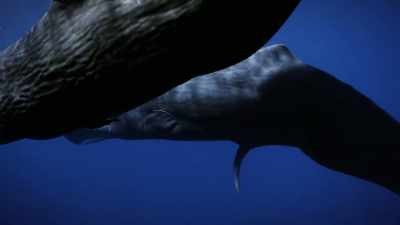 "This outsider is from another clan,
maybe another ocean." - Secrets of the Whales
