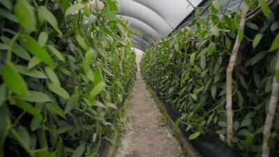 This painstaking process
makes vanilla - Eva Longoria: Searching for Mexico