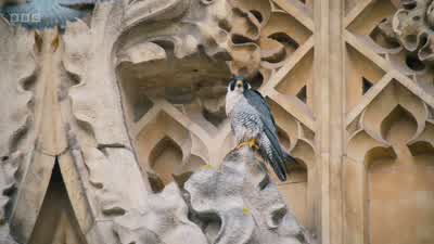 This pair have nested among these spires for ten years. - Wild London